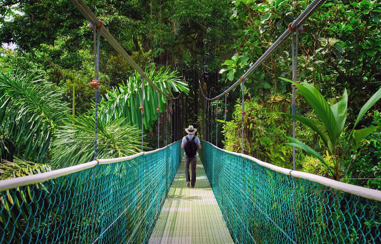 Rainforest