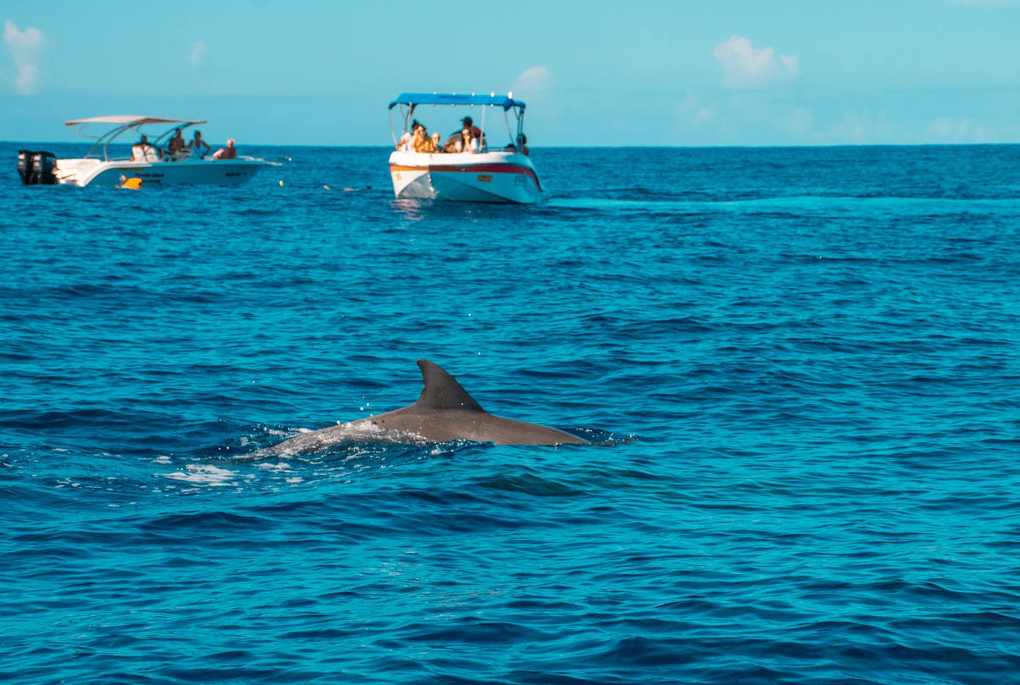 Boat tour and snorkelling with dolphins thumbnail