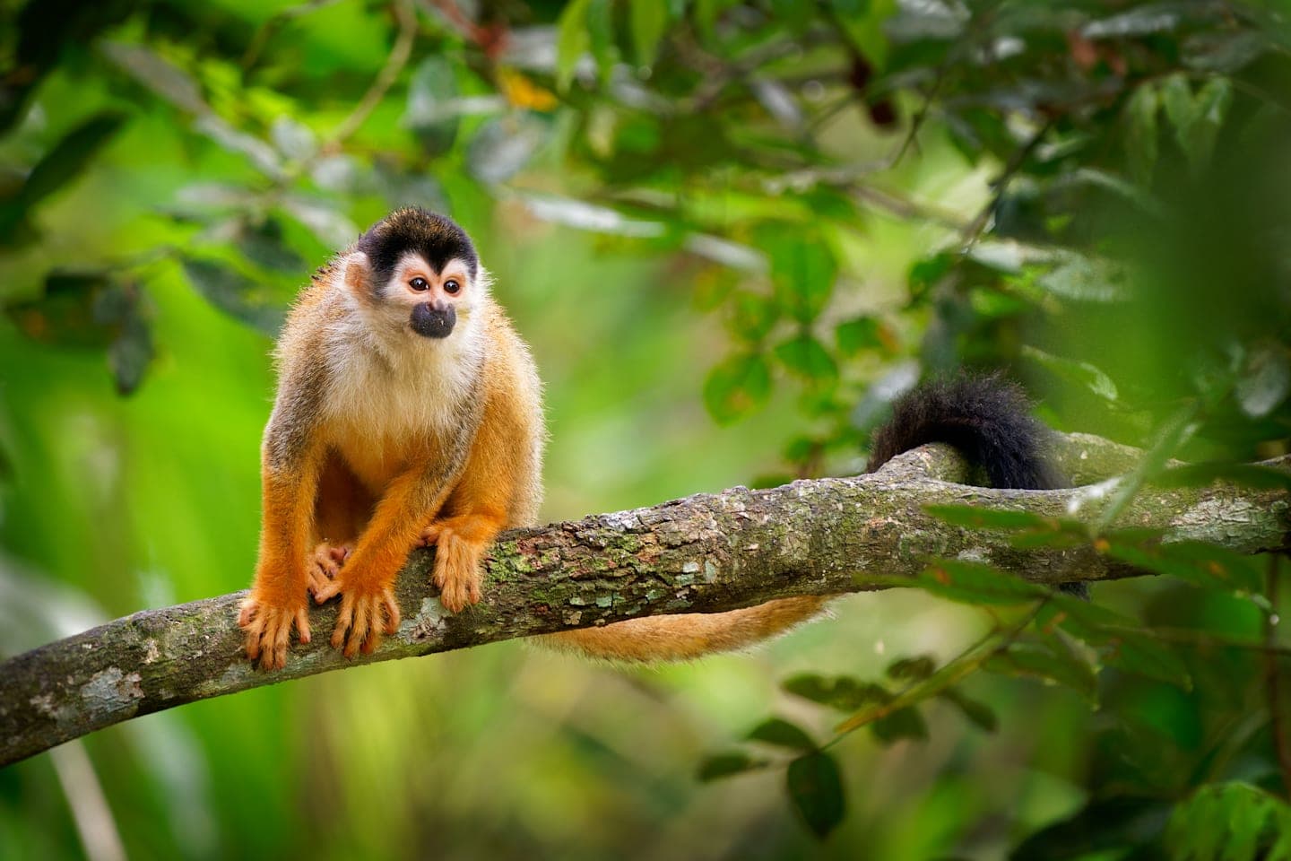 Full-day close-up wildlife tour thumbnail