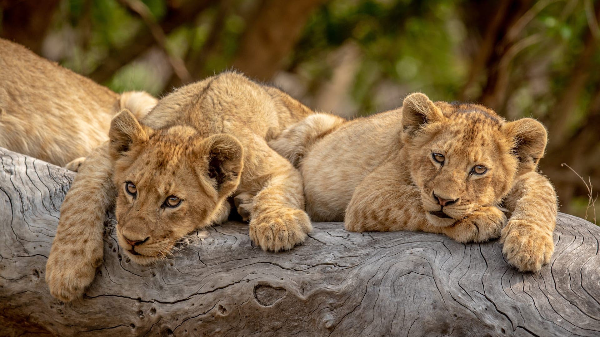 Safari, deserts and island adventures