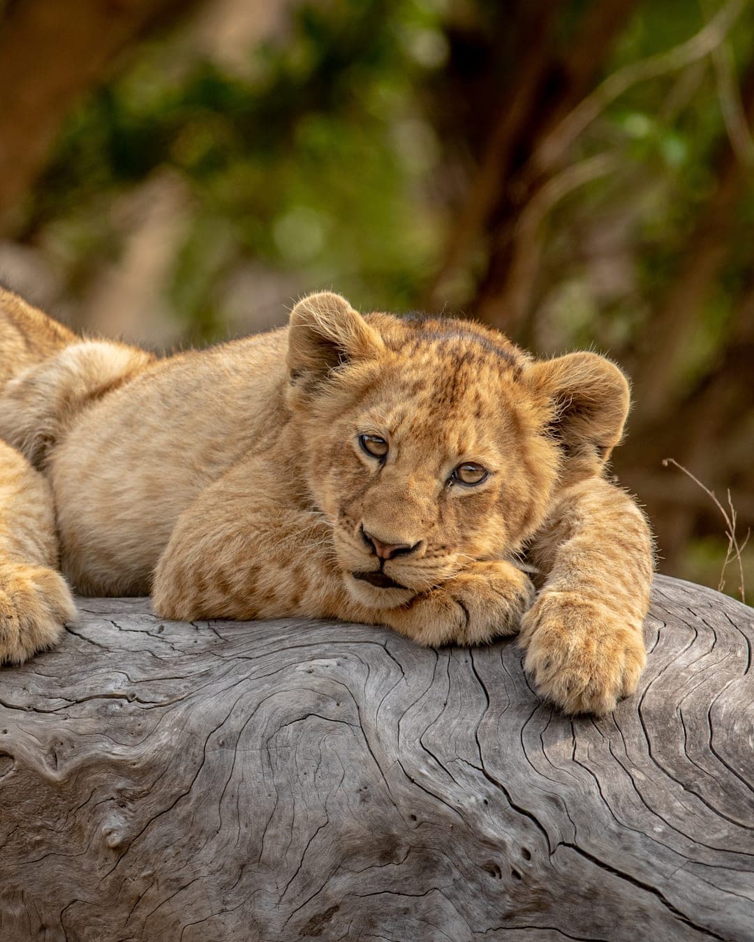 Safari, deserts and island adventures